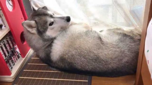 拗ねてる 犬 爪切り シベリアンハスキー
