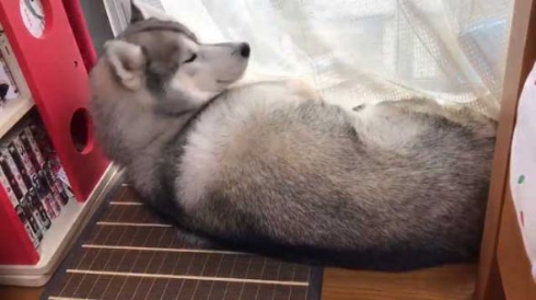 拗ねてる 犬 爪切り シベリアンハスキー