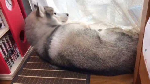 拗ねてる 犬 爪切り シベリアンハスキー