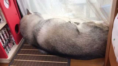 拗ねてる 犬 爪切り シベリアンハスキー