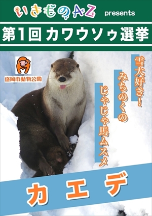 カワウソゥ選挙