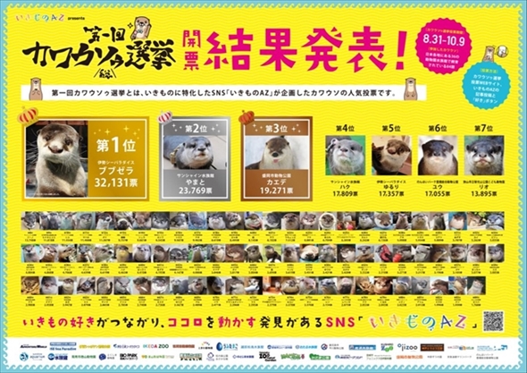 カワウソゥ選挙