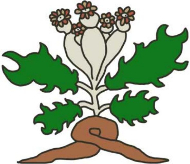 ヴォイニッチ手稿 LINE スタンプ 奇書