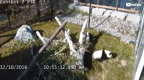 パンダ