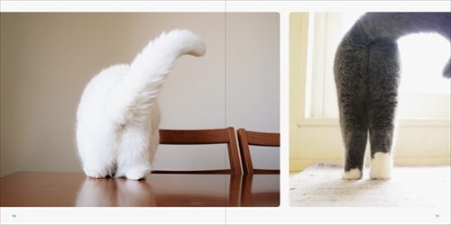 ねこのおみあし