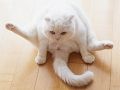 靴下猫やパッカーン猫　猫の後ろ足を集めた写真集『ねこのおみあし』が登場