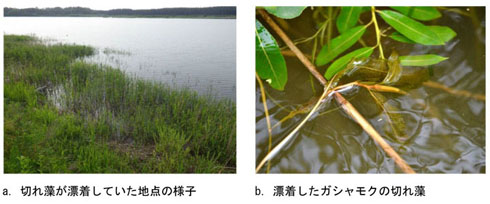 発見の様子