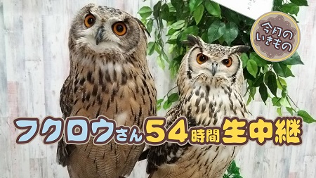 フクロウ54時間