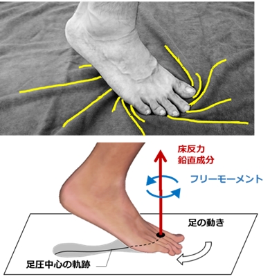 東京農工大学、股関節の柔らかさが足への負担を左右すると発見　予防・リハビリへの応用に期待