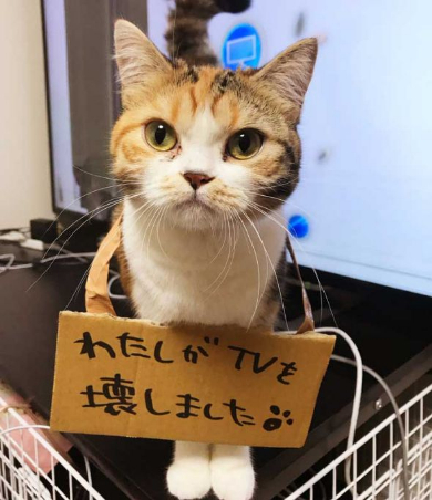 猫 テレビ 壊す