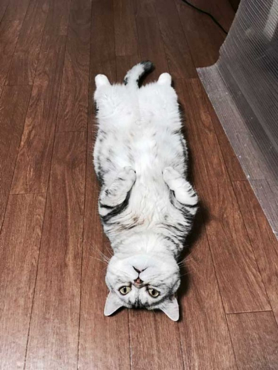 猫 テレビ 壊す