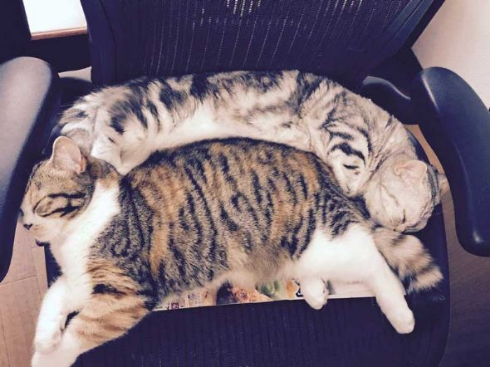 猫 テレビ 壊す