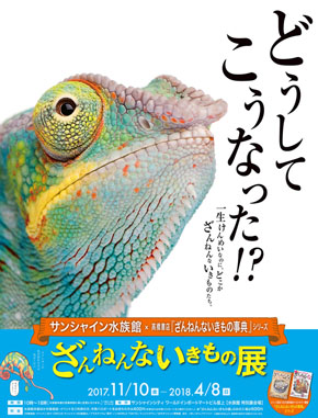 ちらし