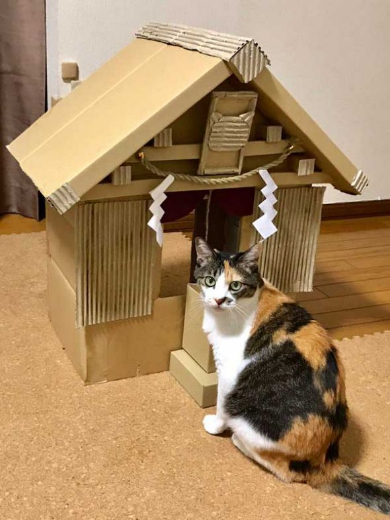 猫 御神体 ダンボール神社 母