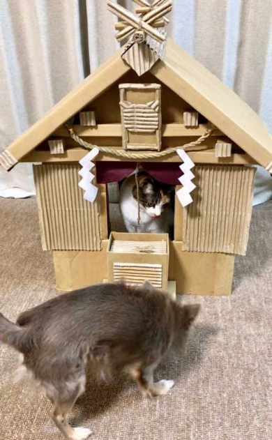 猫 御神体 ダンボール神社 母