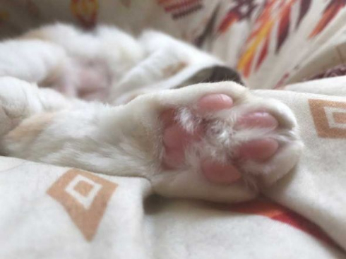 猫 御神体 ダンボール神社 母