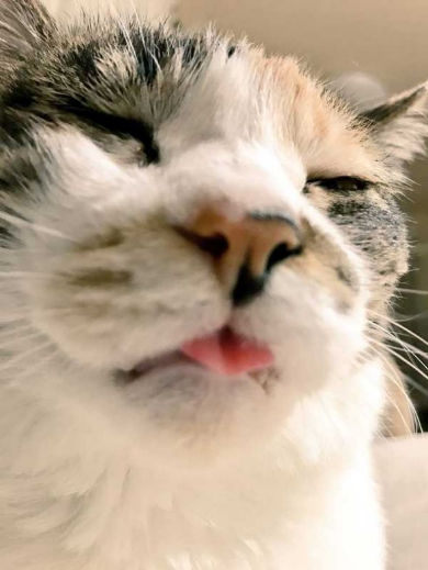 猫 御神体 ダンボール神社 母