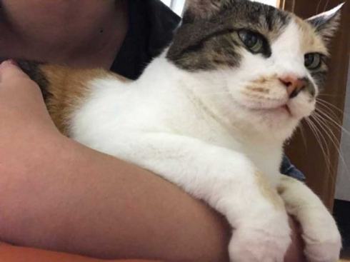 猫 御神体 ダンボール神社 母