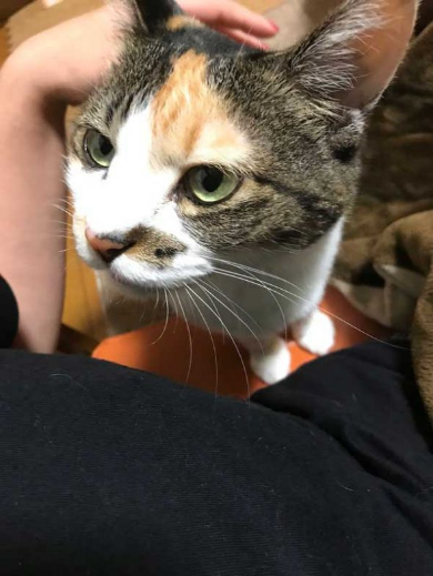 猫 御神体 ダンボール神社 母