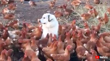 鶏犬