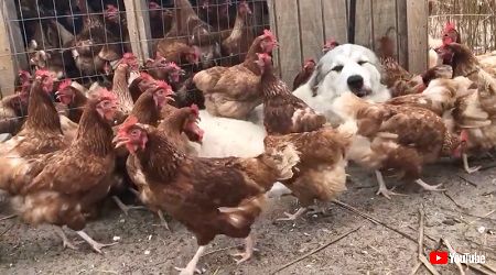鶏犬