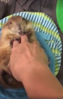 プレーリードッグ