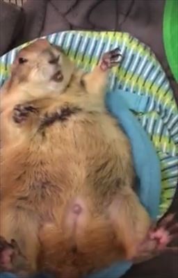 プレーリードッグ