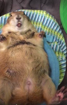 プレーリードッグ