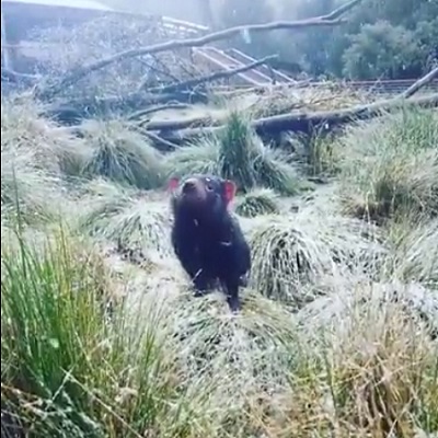 タスマニアデビル