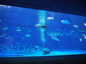 鹿児島　水族館　かごしま水族館　沈黙の海　何もない　水槽　怖い　考える
