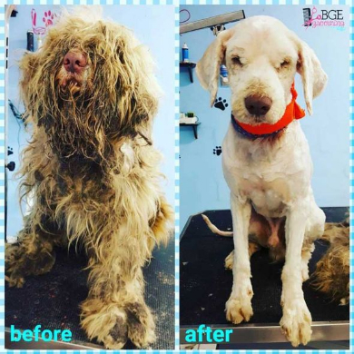 犬 モフモフ 毛 さっぱり ビフォー・アフター