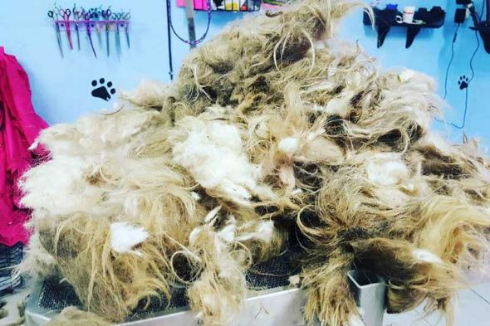 犬 モフモフ 毛 さっぱり ビフォー・アフター