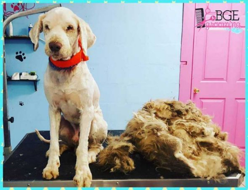 犬 モフモフ 毛 さっぱり ビフォー・アフター