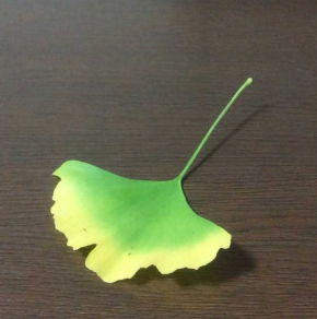 イチョウの葉 蝶 作り方 落ち葉