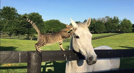 馬猫