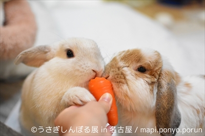 うさぎしんぼる展 in 名古屋