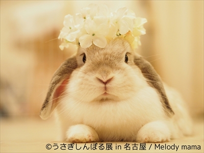 うさぎしんぼる展 in 名古屋
