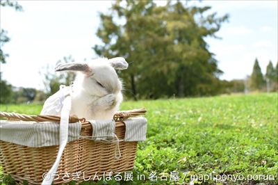 うさぎしんぼる展 in 名古屋