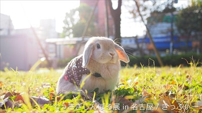うさぎしんぼる展 in 名古屋