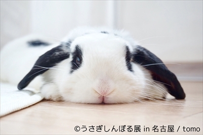 うさぎしんぼる展 in 名古屋