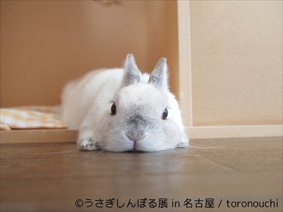 うさぎしんぼる展 in 名古屋