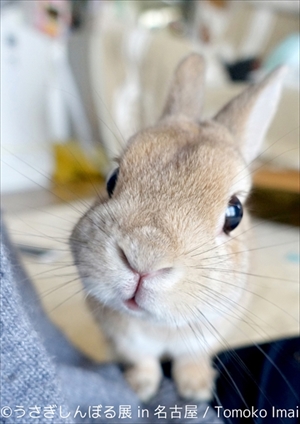 うさぎしんぼる展 in 名古屋