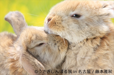 うさぎしんぼる展 in 名古屋