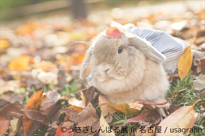 うさぎしんぼる展 in 名古屋