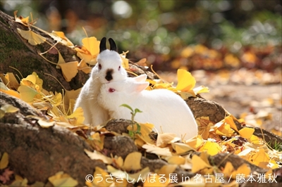 うさぎしんぼる展 in 名古屋