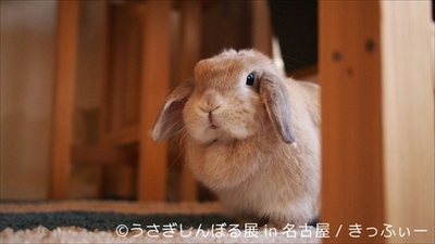うさぎしんぼる展 in 名古屋