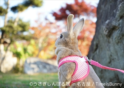 うさぎしんぼる展 in 名古屋