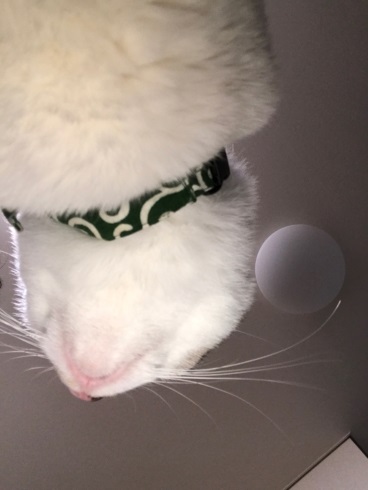 ねこの写真ヘタクソ選手権