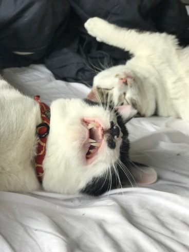 ねこの写真ヘタクソ選手権