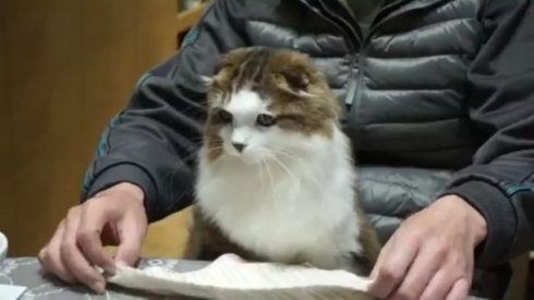 ポン君